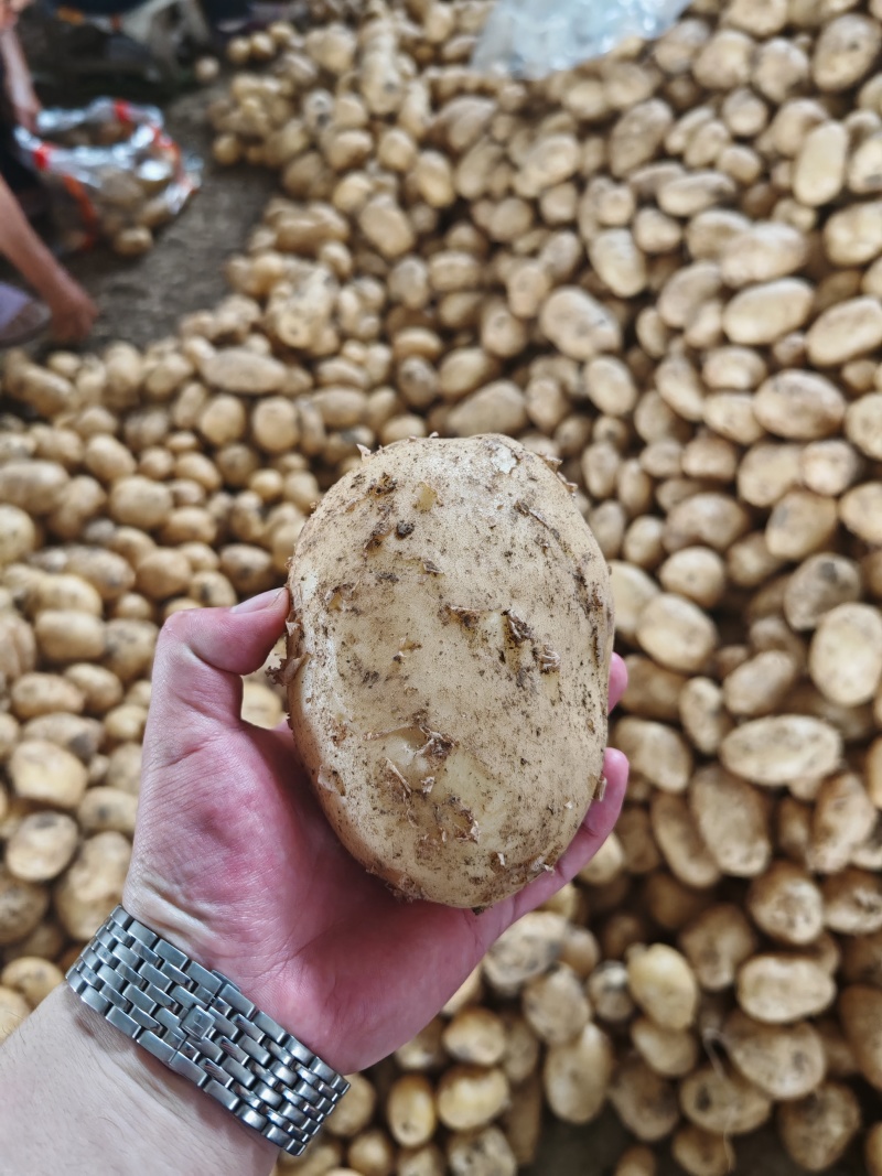 河南沃土土豆大量供应，超市，市场，电商大量接单