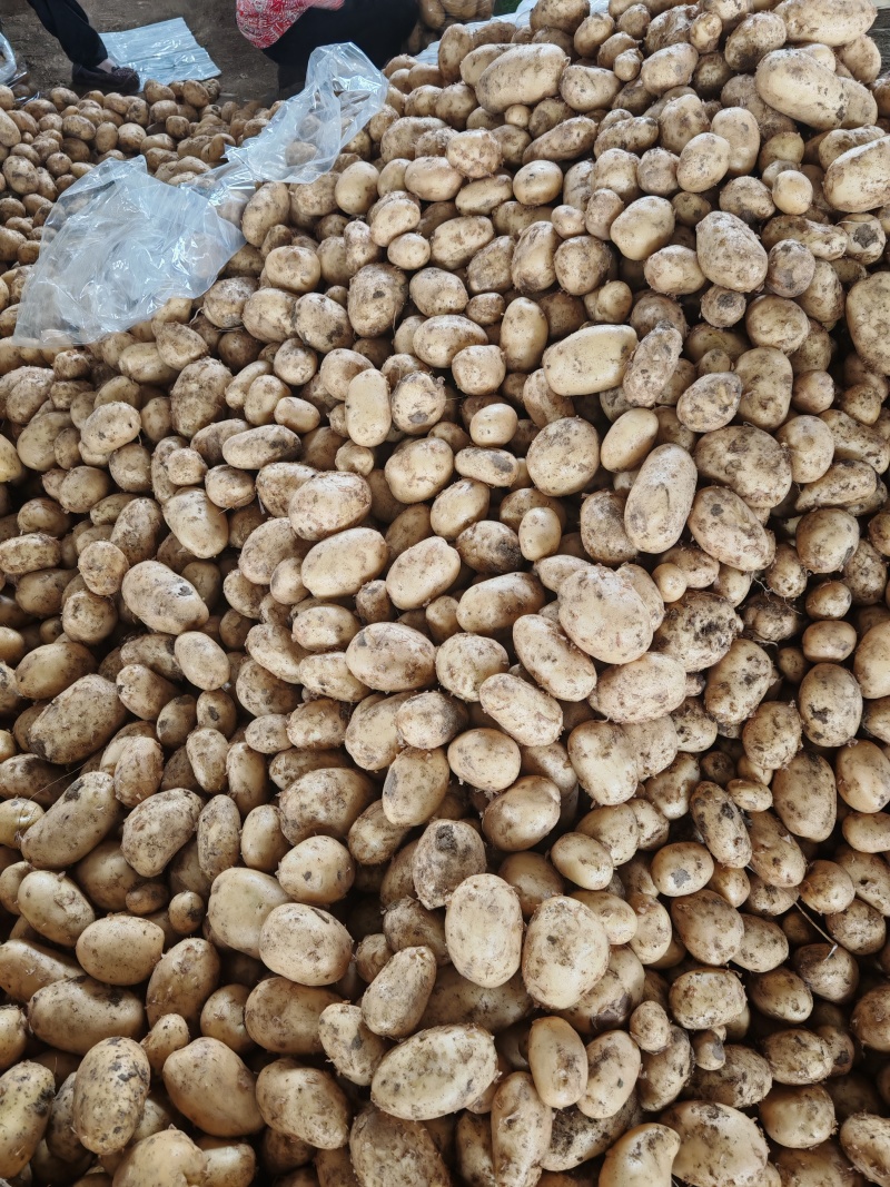 河南沃土土豆大量供应，超市，市场，电商大量接单