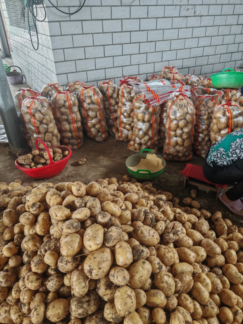河南沃土土豆大量供应，超市，市场，电商大量接单