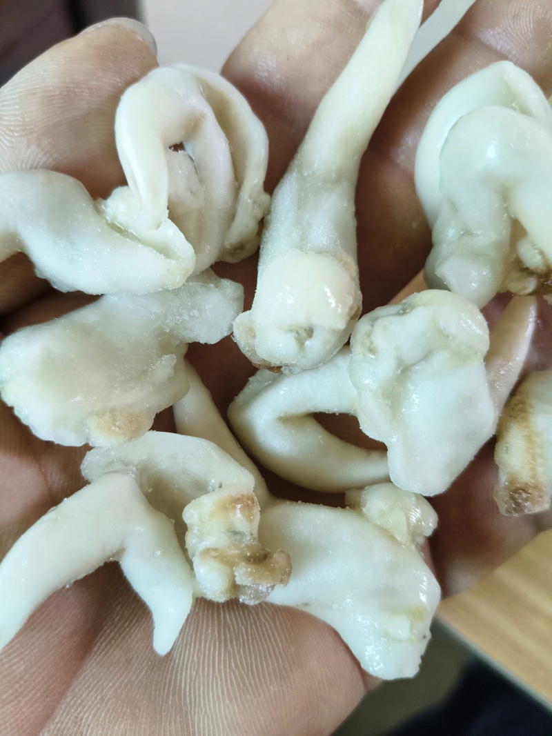 开背鸟贝肉，捞汁小海鲜