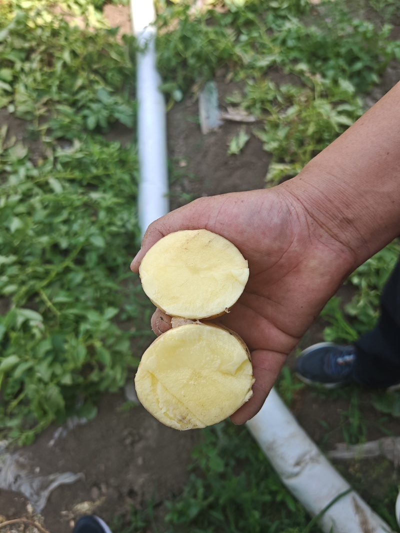 河南沃土土豆大量供应，超市，市场，电商大量接单