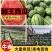 【甜王西瓜】安徽甜王西瓜大量上市中·保质保量规格齐全来电