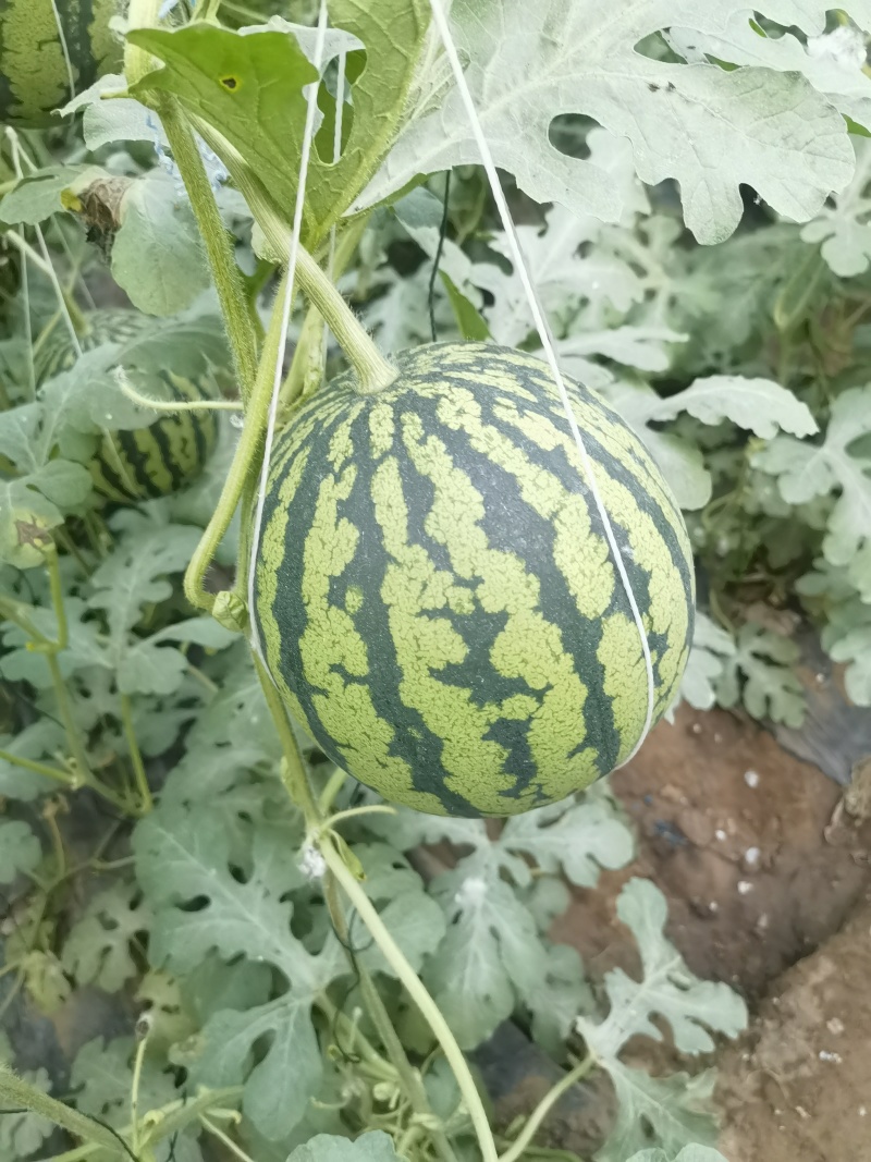 甜王吊瓜
