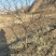 文冠果树苗10-15公分，进地随意挑选，相中那个挖那个