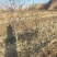 文冠果树苗10-15公分，进地随意挑选，相中那个挖那个