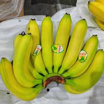 精品二黄蕉常年批发，品质，口感香甜软糯，全国发货