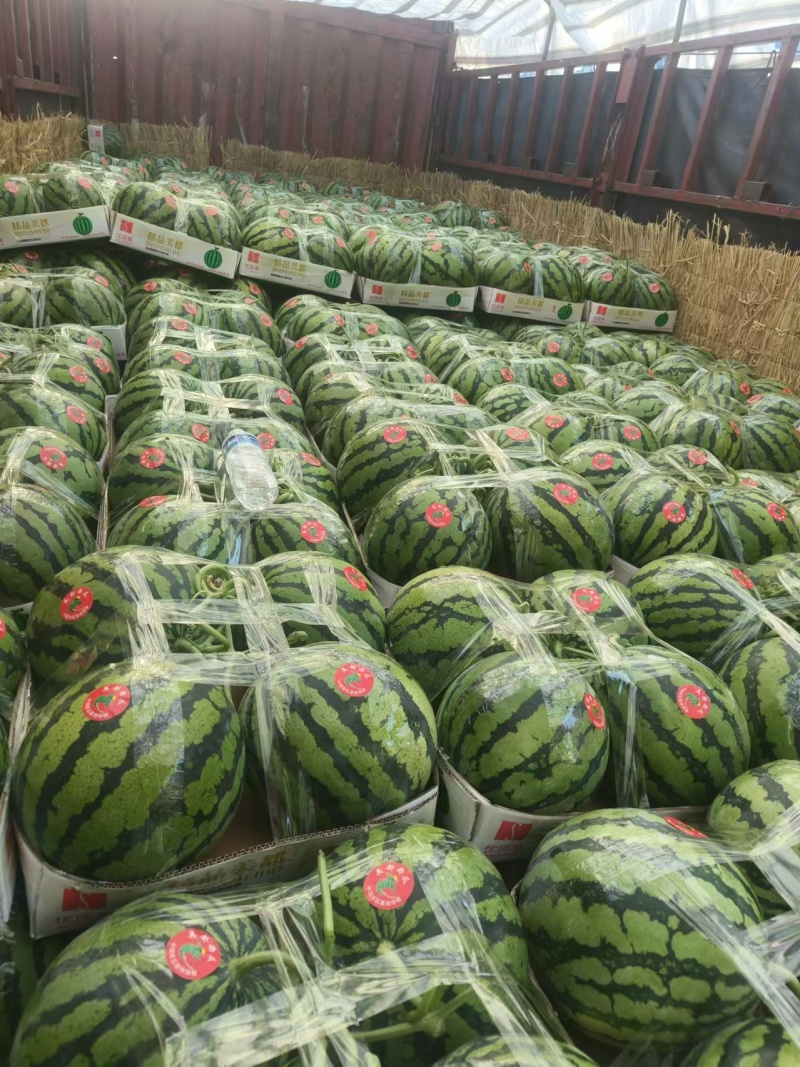 【甜王西瓜】安徽甜王西瓜大量上市中·保质保量规格齐全来电