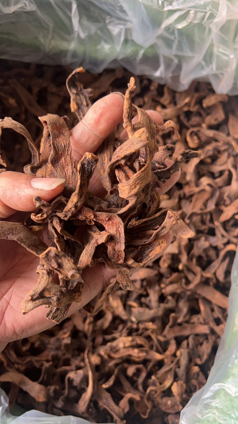 精品骨碎补
