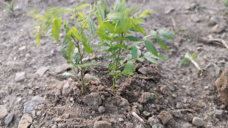 文冠果苗，3o到1米大垅种植裸根苗品质保证
