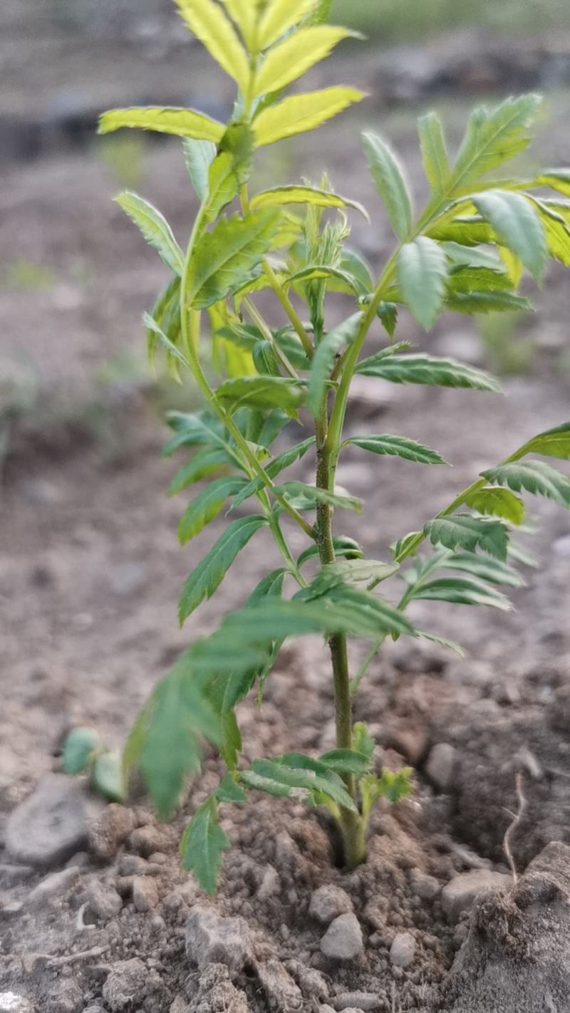 文冠果苗，3o到1米大垅种植裸根苗品质保证