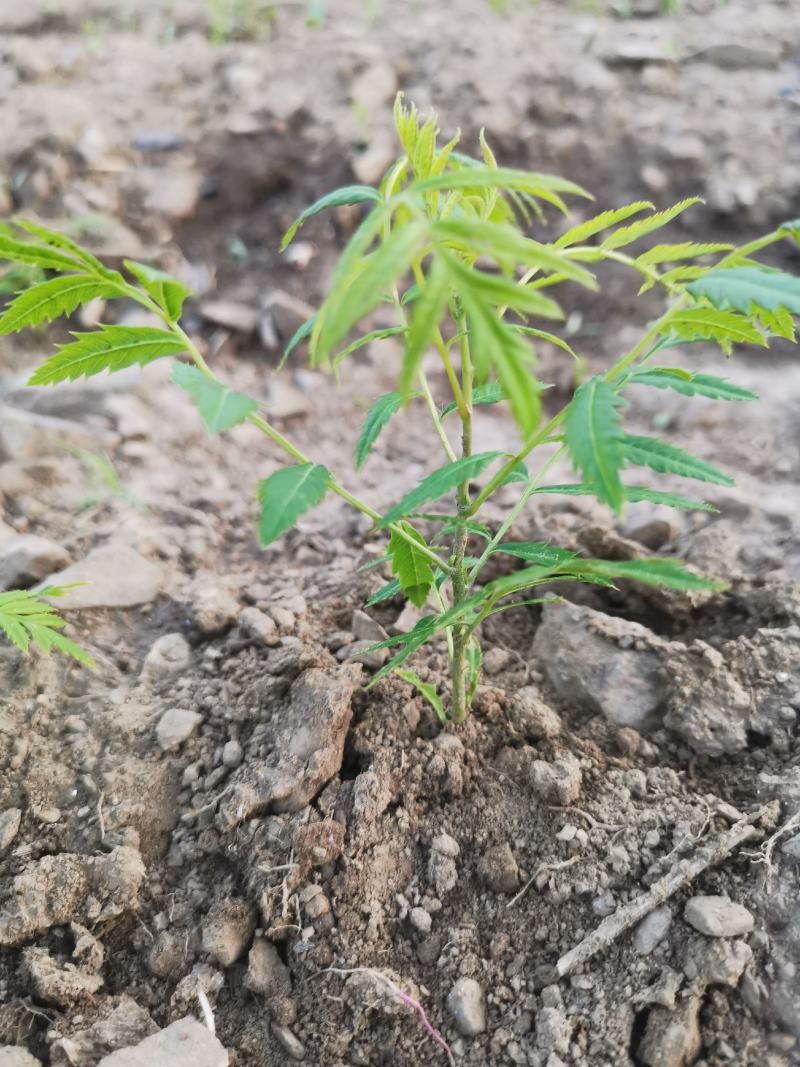 文冠果苗，3o到1米大垅种植裸根苗品质保证