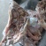 工厂直销：肥猪去骨猪头肉，新货，全国发货，品质放心