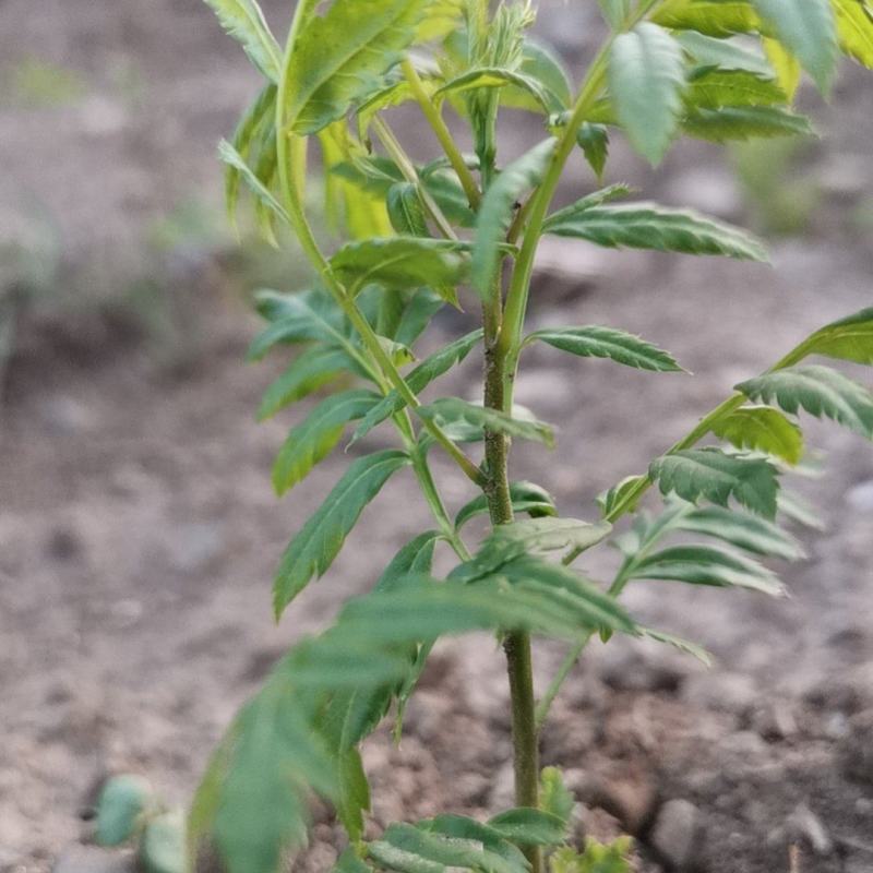 文冠果苗，3o到1米大垅种植裸根苗品质保证