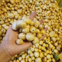 重庆长寿农民自己种的小蒜共600斤左右