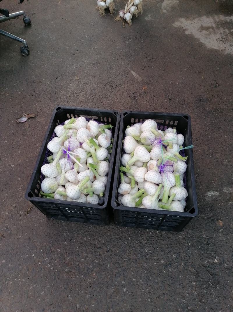 山东精品冷库鲜蒜大量上市