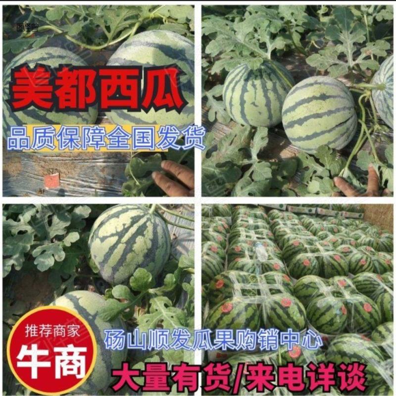 【美都西瓜】安徽砀山美都西瓜·大量上市中·全国发货来电