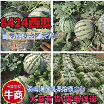【8424西瓜】安徽砀山8424西瓜·全国发货·大量有货