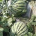 【8424西瓜】安徽砀山8424西瓜·全国发货·大量有货
