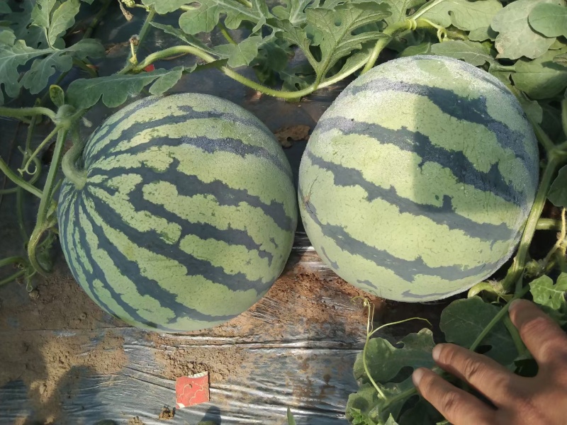 【8424西瓜】安徽砀山8424西瓜·全国发货·大量有货