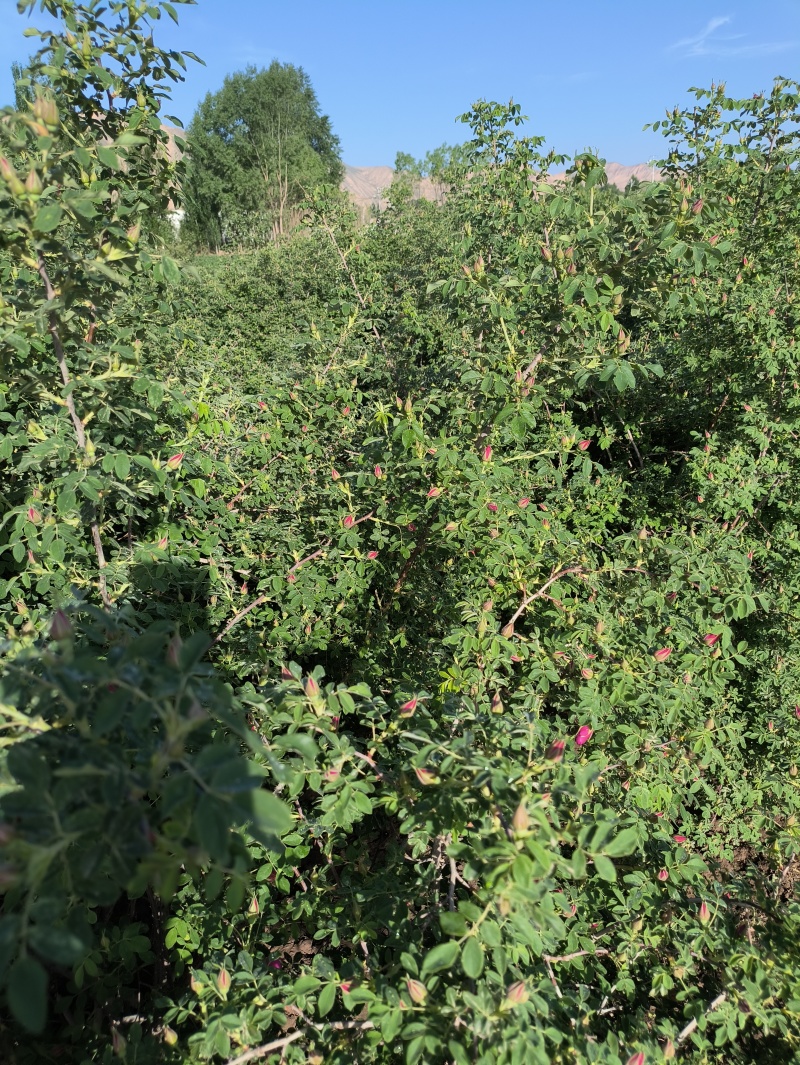 永登玫瑰花骨朵一斤装