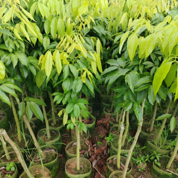 妃子笑荔枝苗