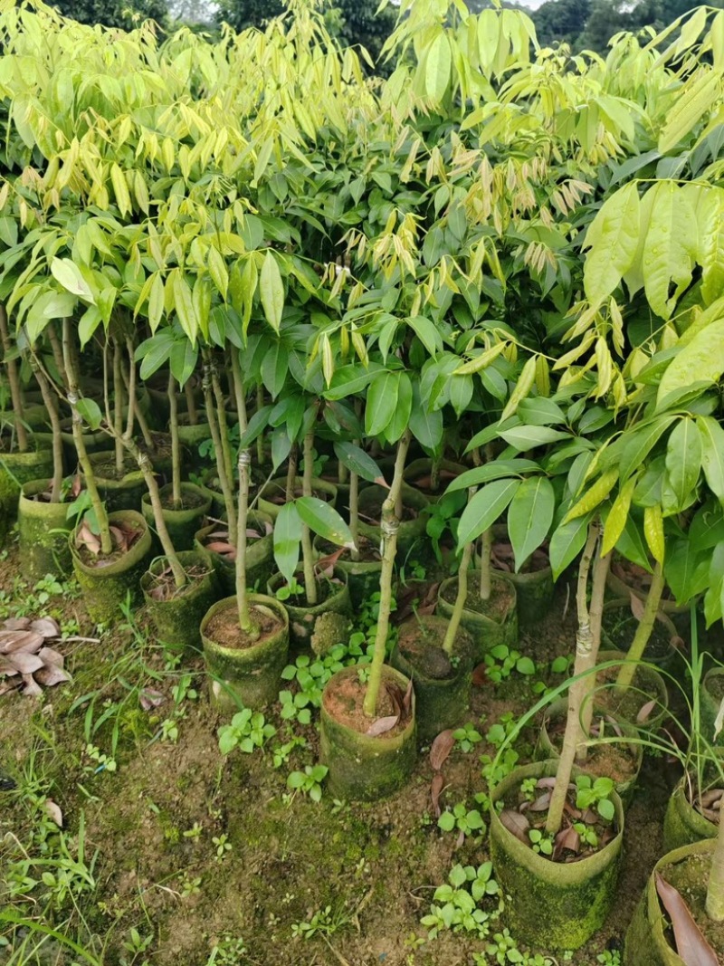 妃子笑荔枝苗