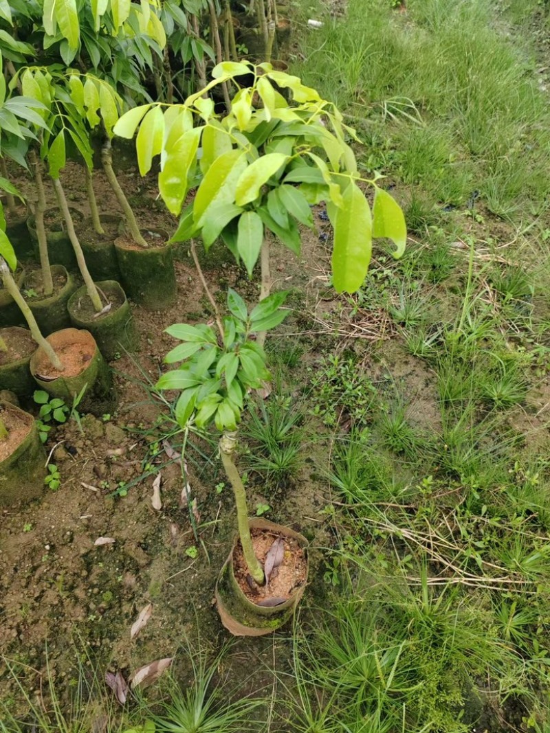 妃子笑荔枝苗