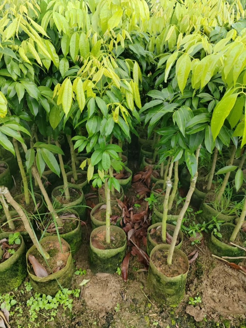 妃子笑荔枝苗