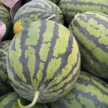 砀山县甜王西瓜瓜型端正九成熟含糖量高，看园订瓜，保证质量