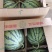 美都，惊心，8424西瓜，产地直发，货源充足