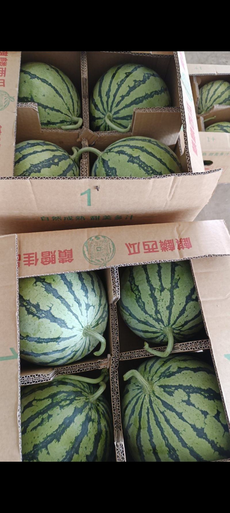 美都，惊心，8424西瓜，产地直发，货源充足