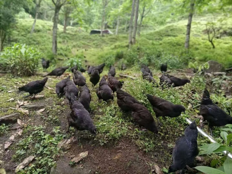 土鸡蛋