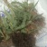 拳参苗，成活率高三毛一颗不包邮，两千颗起