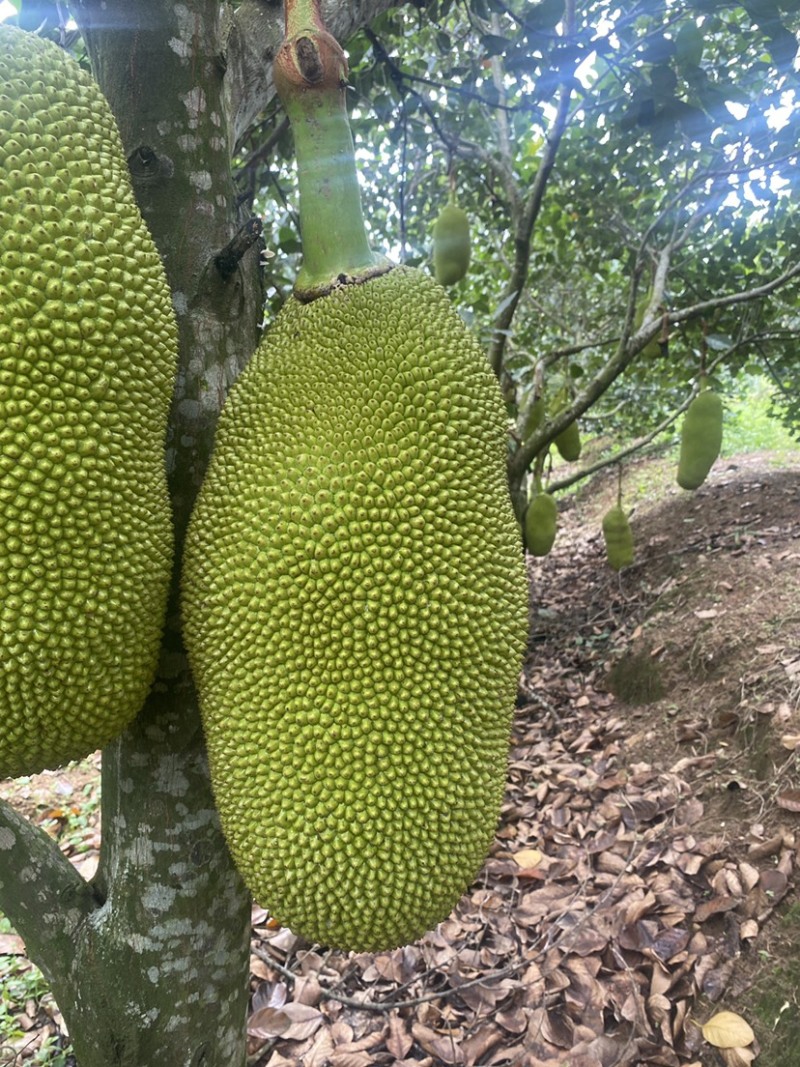 菠萝蜜果地直批一手货源泰八红肉黄肉（包质量）