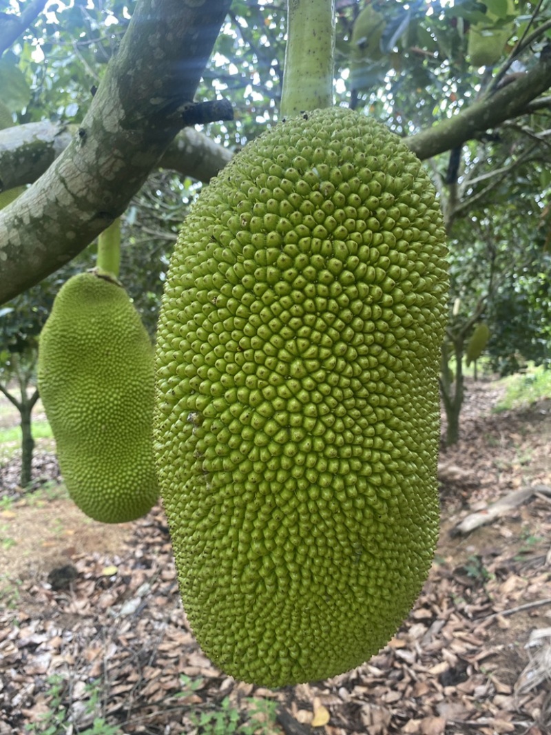 菠萝蜜果地直批一手货源泰八红肉黄肉（包质量）