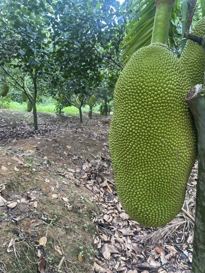 菠萝蜜果地直批一手货源泰八红肉黄肉（包质量）