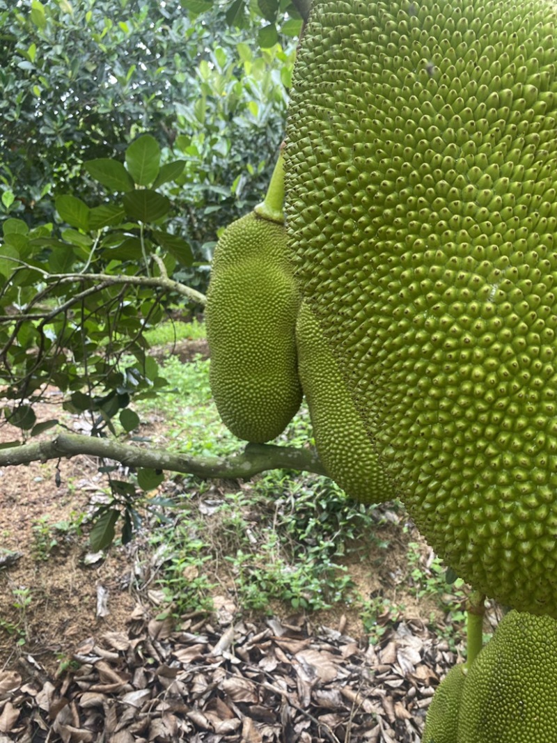 菠萝蜜果地直批一手货源泰八红肉黄肉（包质量）