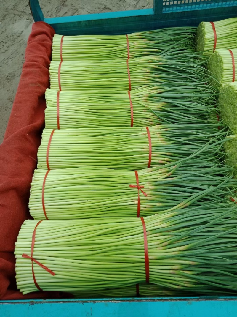 河南【红帽蒜苔】采购农户精品/可按需加工/产地直发、