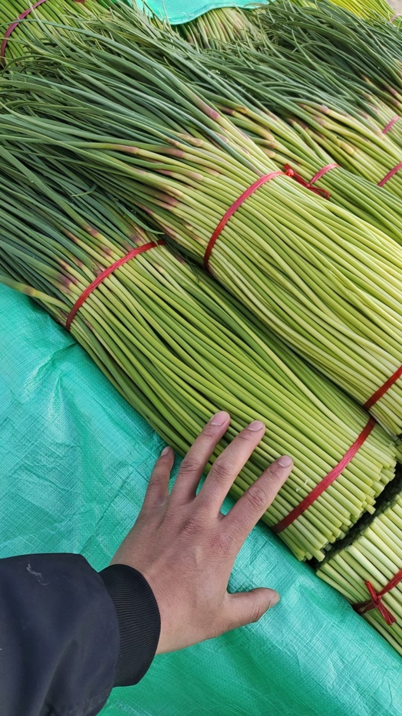 河南【红帽蒜苔】采购农户精品/可按需加工/产地直发、