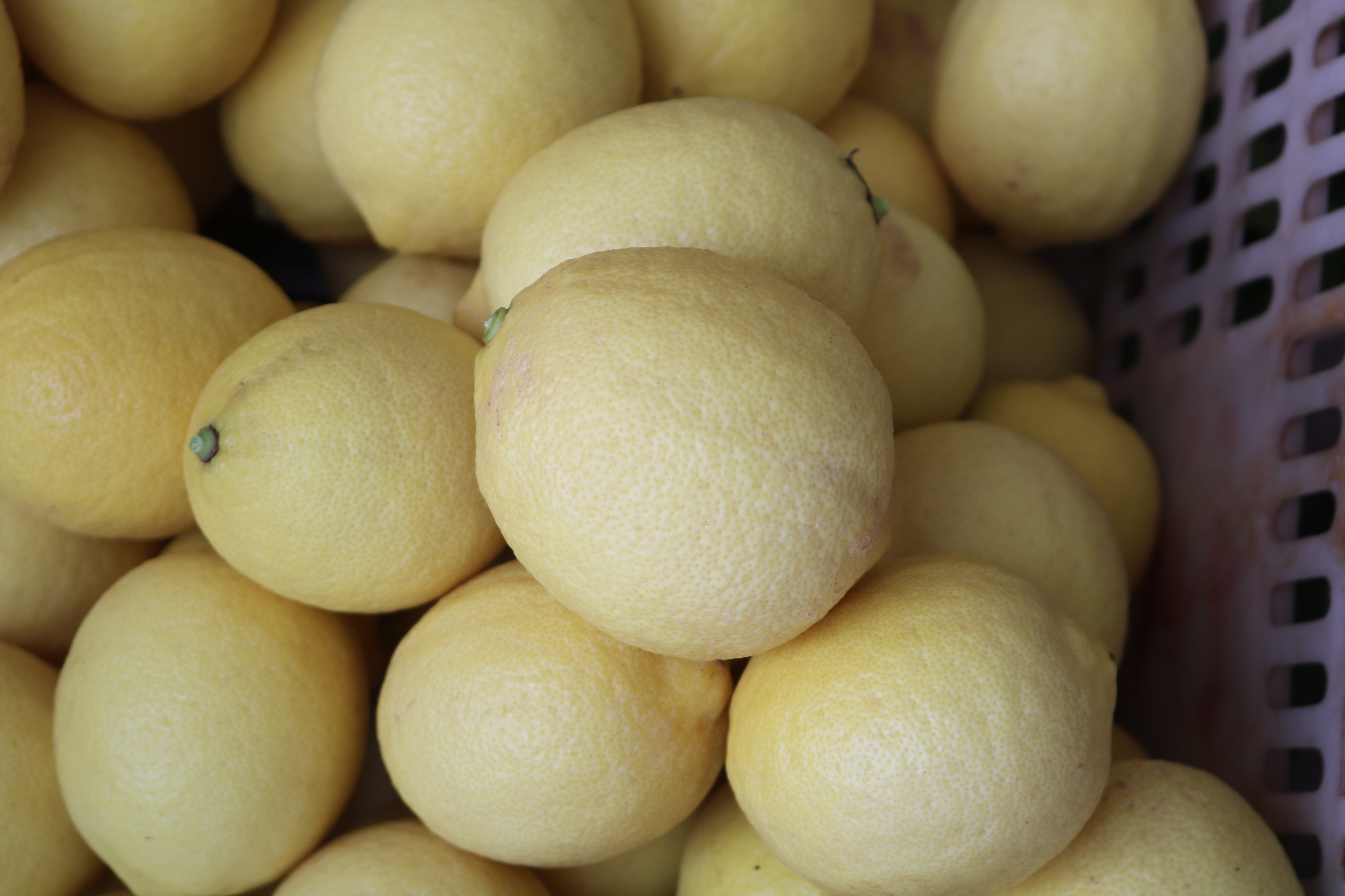 尤力克柠檬特写