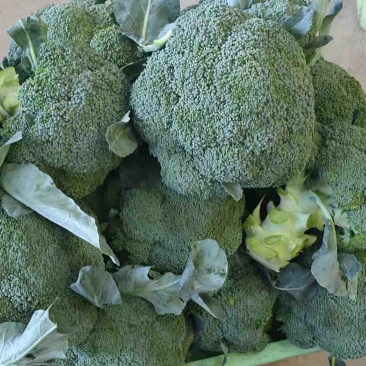 甘肃西兰花大量上市，欢迎各位老板砸单，可以视频看货