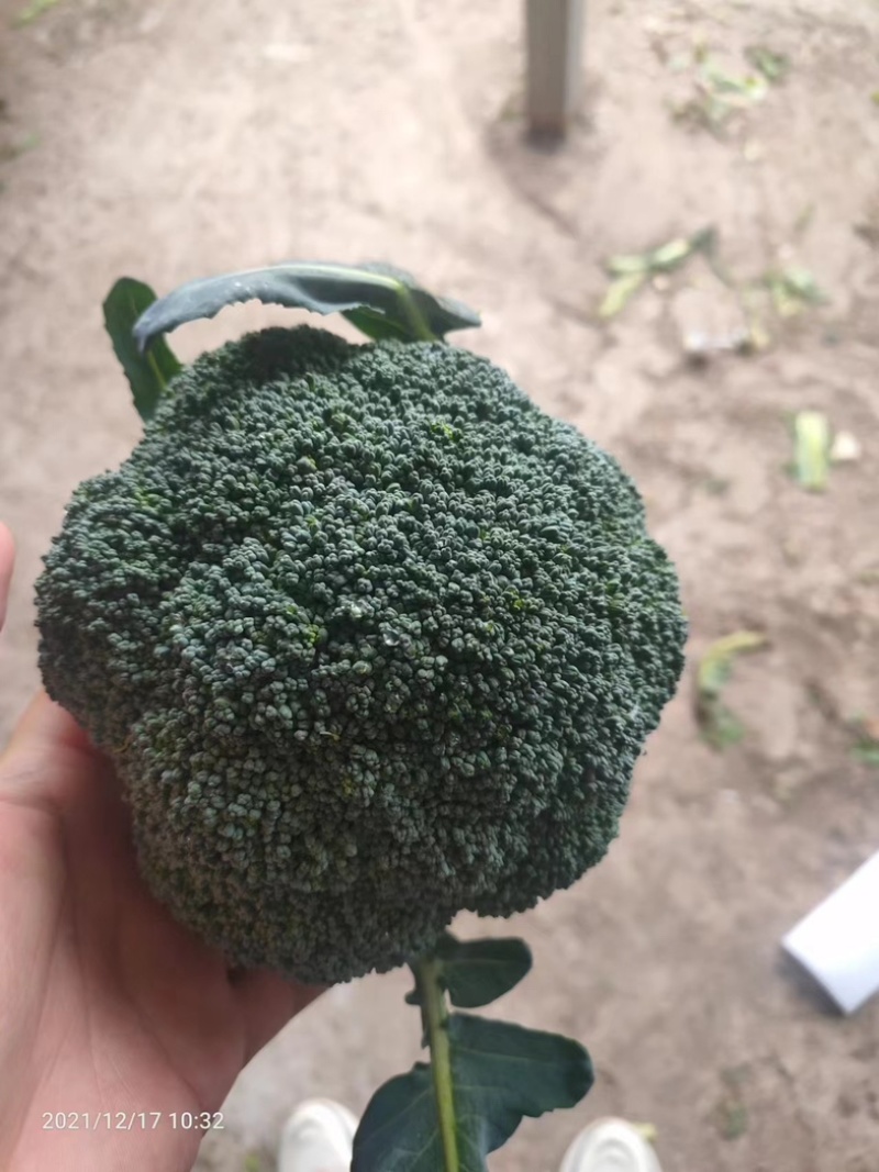 甘肃西兰花大量上市，欢迎各位老板砸单，可以视频看货