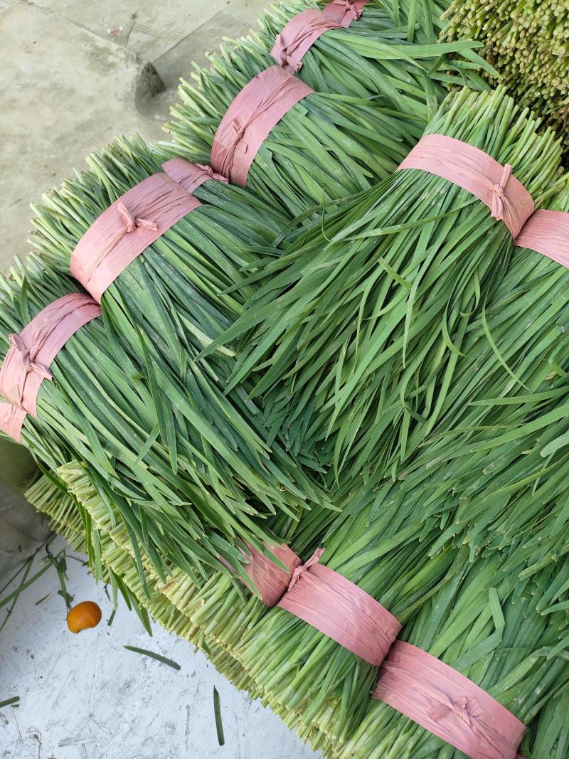 【全国发货】精品小叶韭菜质量保证品种纯正假一赔十