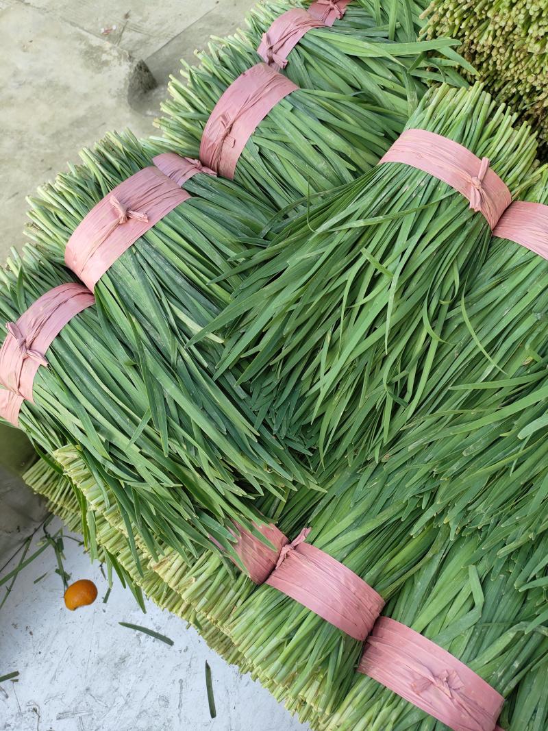 【全国发货】精品小叶韭菜质量保证品种纯正假一赔十