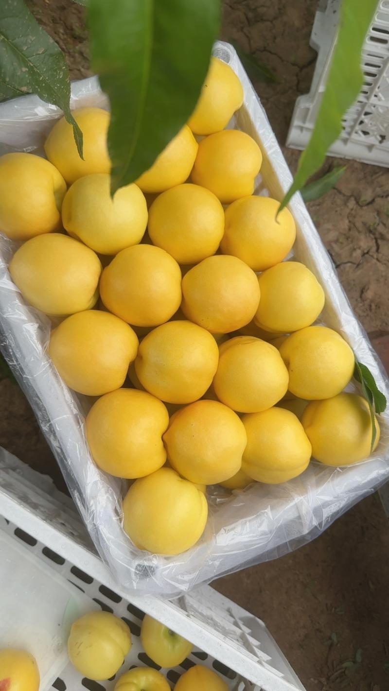 套袋大棚黄油桃各种规格手选货质量保证量大优惠