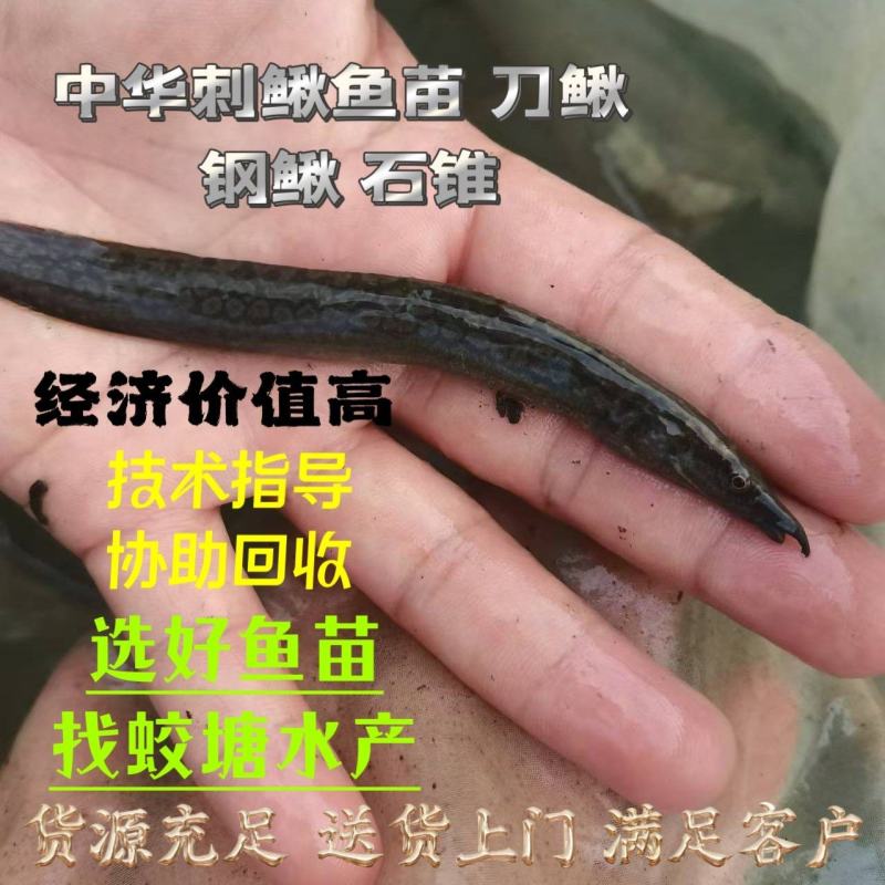 中华刺鳅鱼苗刀鳅石锥食性凶猛已驯化好筛好发货