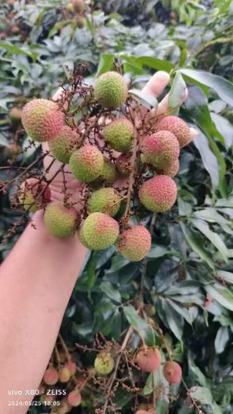 妃子笑荔枝