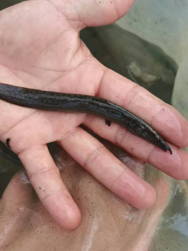中华刺鳅鱼苗刀鳅石锥食性凶猛已驯化好筛好发货