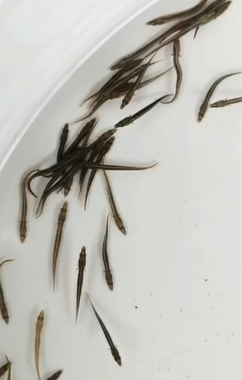 中华刺鳅鱼苗刀鳅石锥食性凶猛已驯化好筛好发货