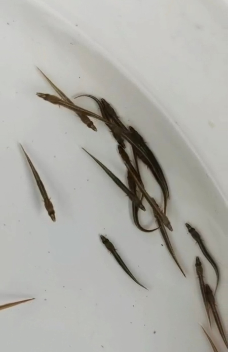 中华刺鳅鱼苗刀鳅石锥食性凶猛已驯化好筛好发货